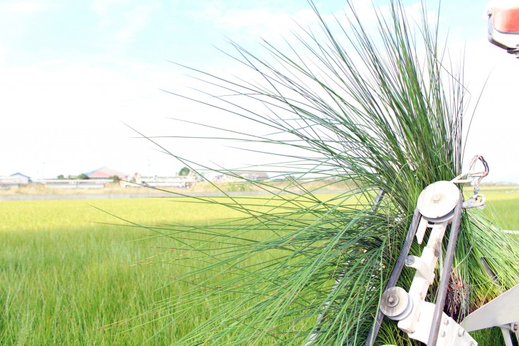 イ草農家の草野さん4