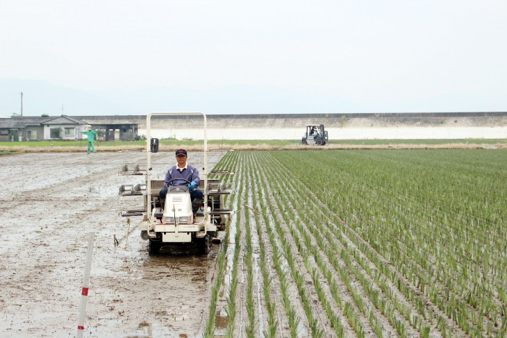 イ草農家の草野さん3